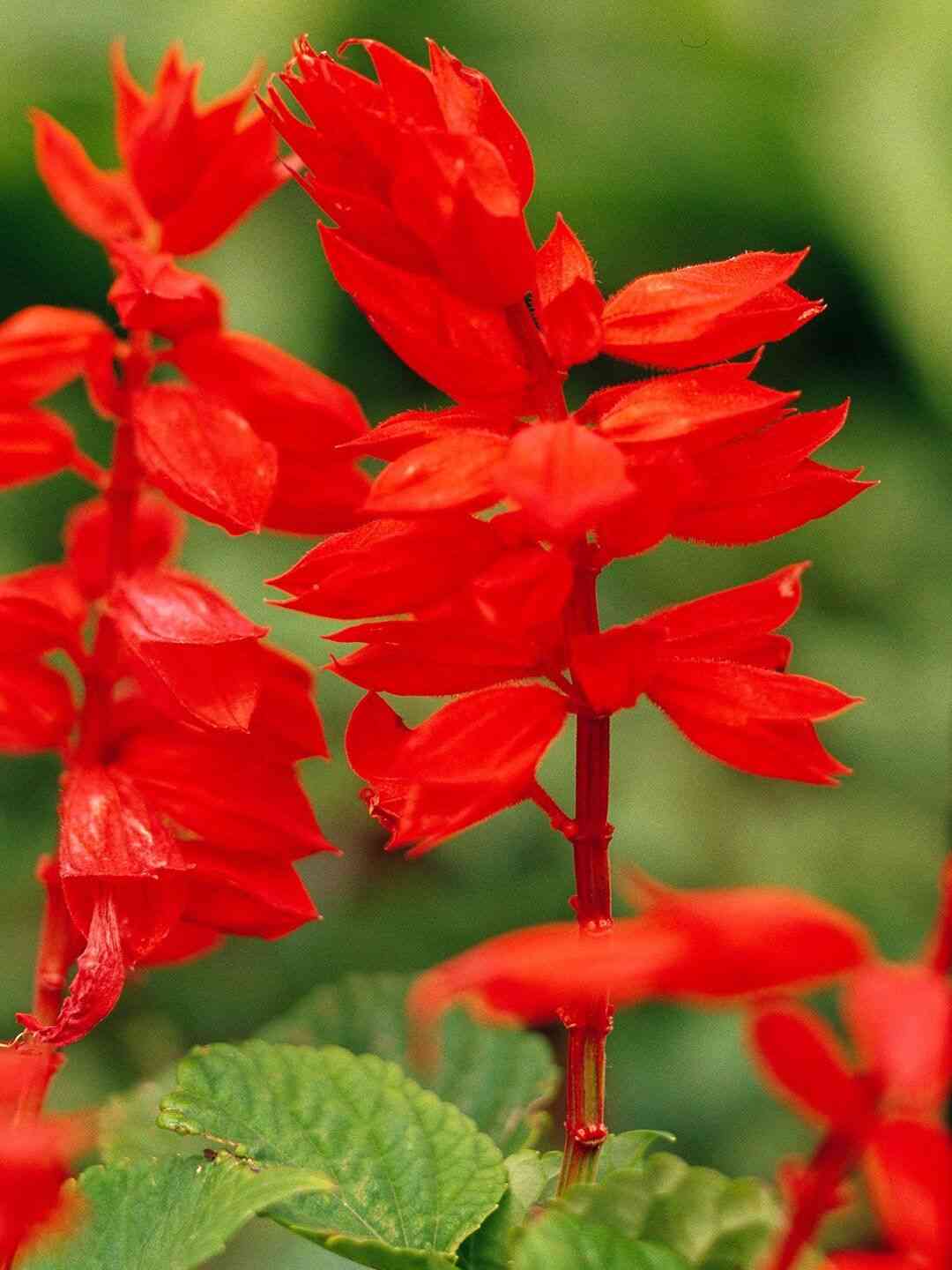 Scarlet sage(Salvia splendens)