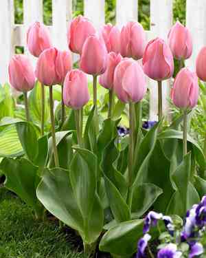 Garden tulip(Tulipa gesneriana)
