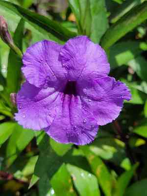 Mexican petunia(Ruellia simplex)