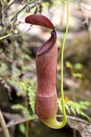 Common swamp pitcher-plant(Nepenthes mirabilis)