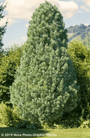 Eastern white pine(Pinus strobus)