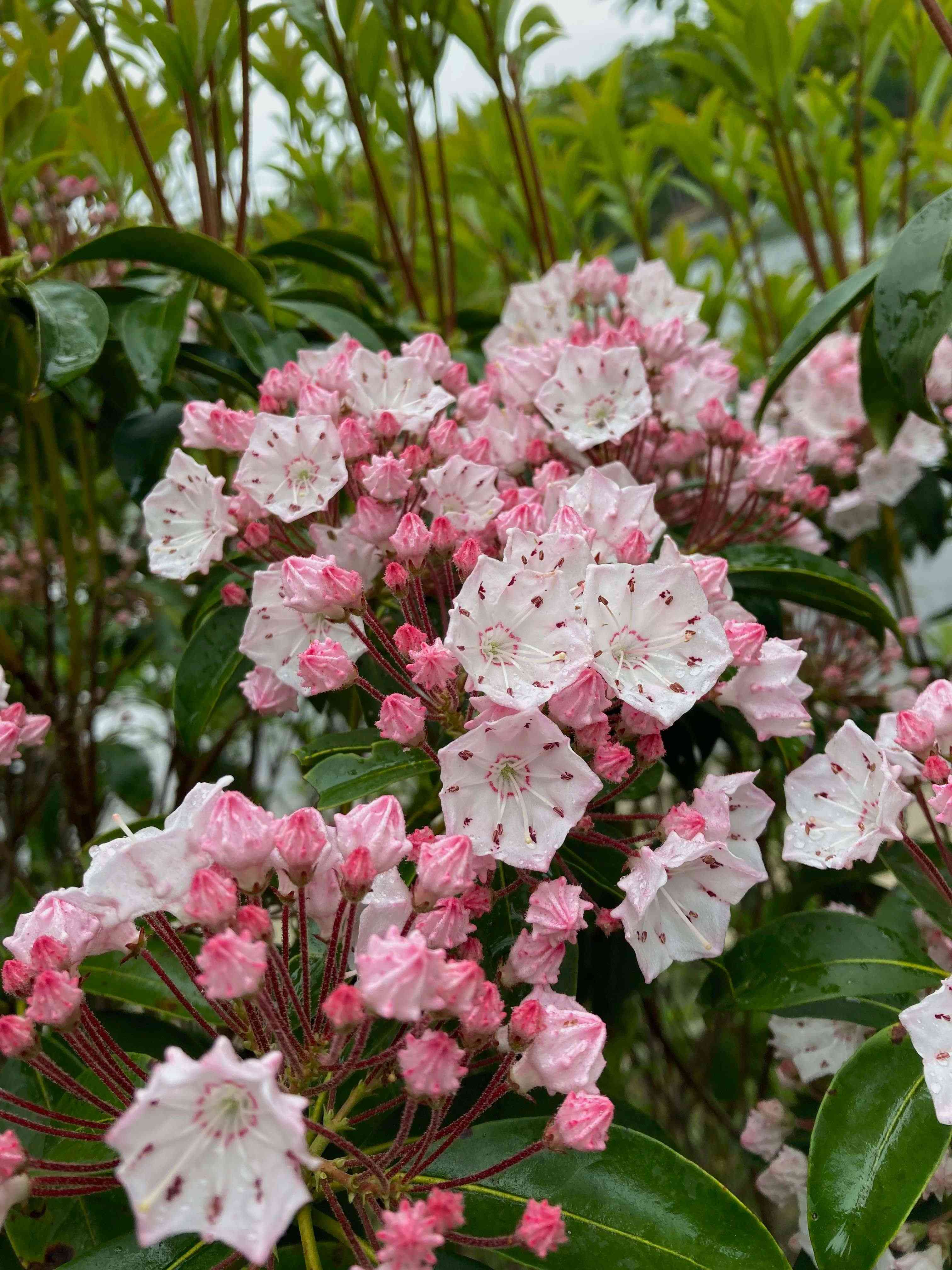 Mountain laurel(Kalmia latifolia)