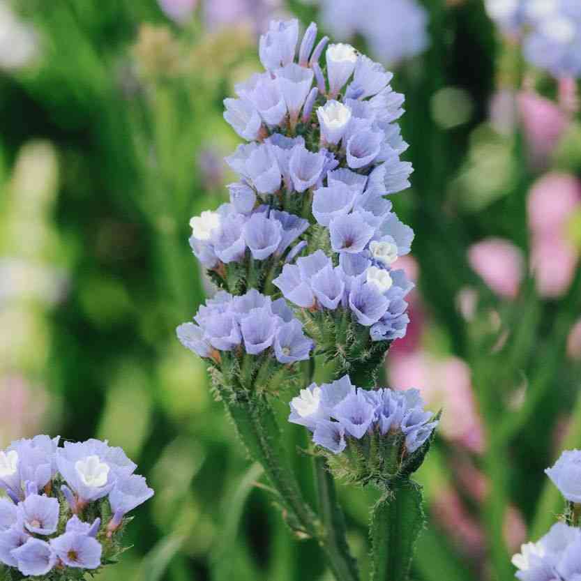 Wavyleaf sea lavender(Limonium sinuatum)