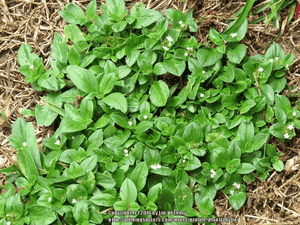 Tropical Mexican clover(Richardia brasiliensis)