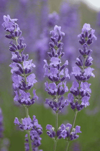 English lavender(Lavandula angustifolia)