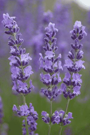 English lavender(Lavandula angustifolia)