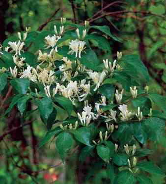 Amur honeysuckle(Lonicera maackii)