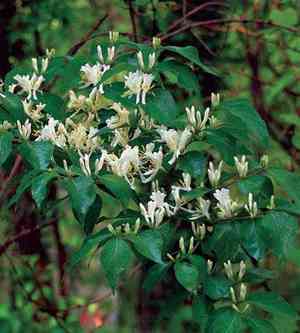 Amur honeysuckle(Lonicera maackii)