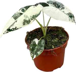 Elephant's ear(Alocasia micholitziana)