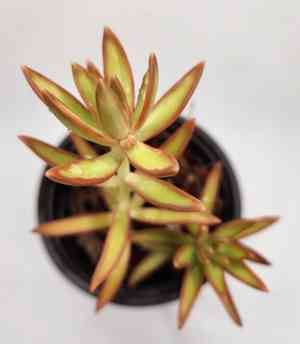 Sedum adolphi(Sedum adolphi)