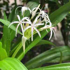 Poisonbulb(Crinum asiaticum)