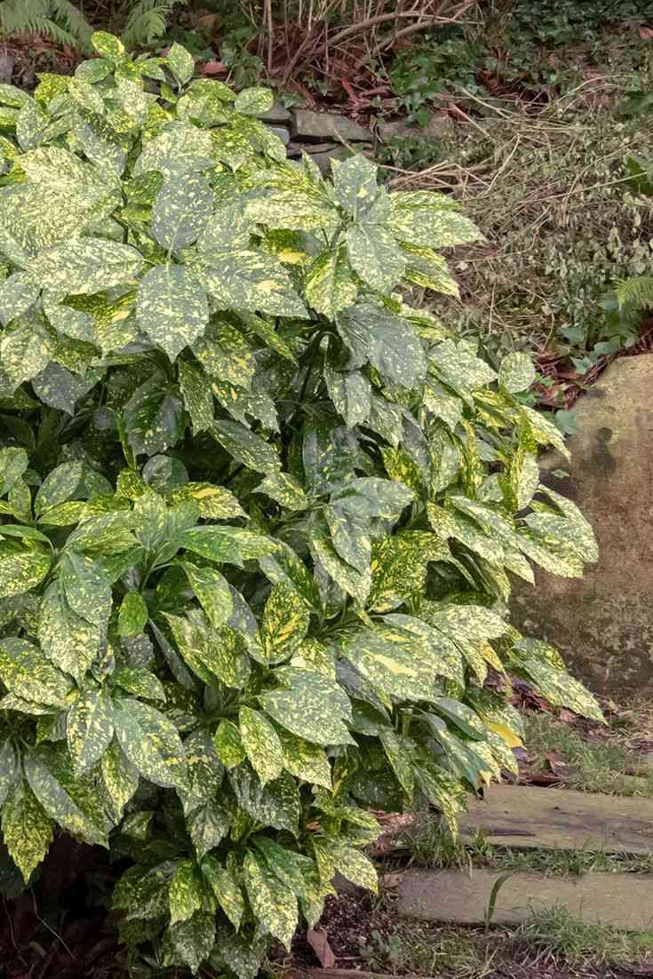 Japanese laurel(Aucuba japonica)