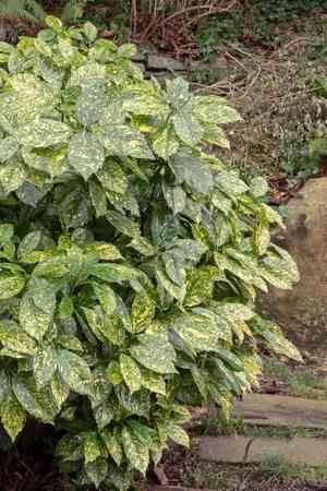 Japanese laurel(Aucuba japonica)