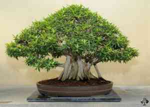 Ficus retusa(Ficus retusa)