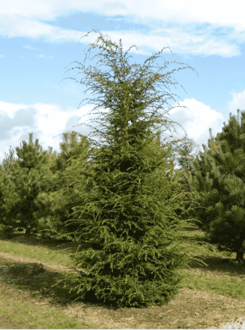 Eastern hemlock(Tsuga canadensis)