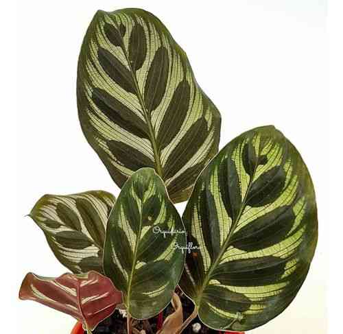 Peacock plant(Goeppertia makoyana)