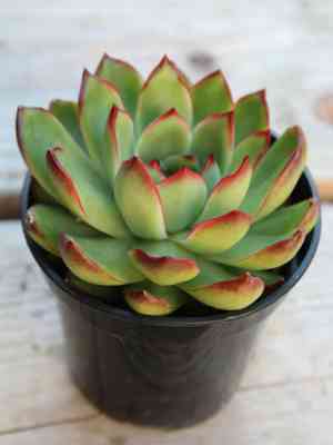 Pulido's echeveria(Echeveria pulidonis)