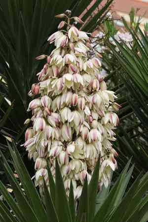 Spanish dagger(Yucca gloriosa)