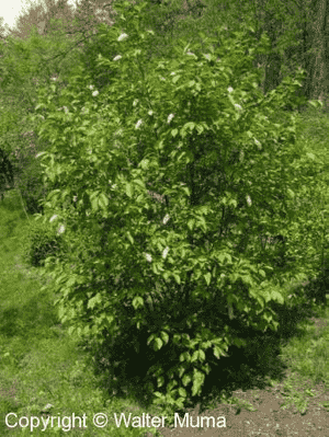 Common chokecherry(Prunus virginiana)