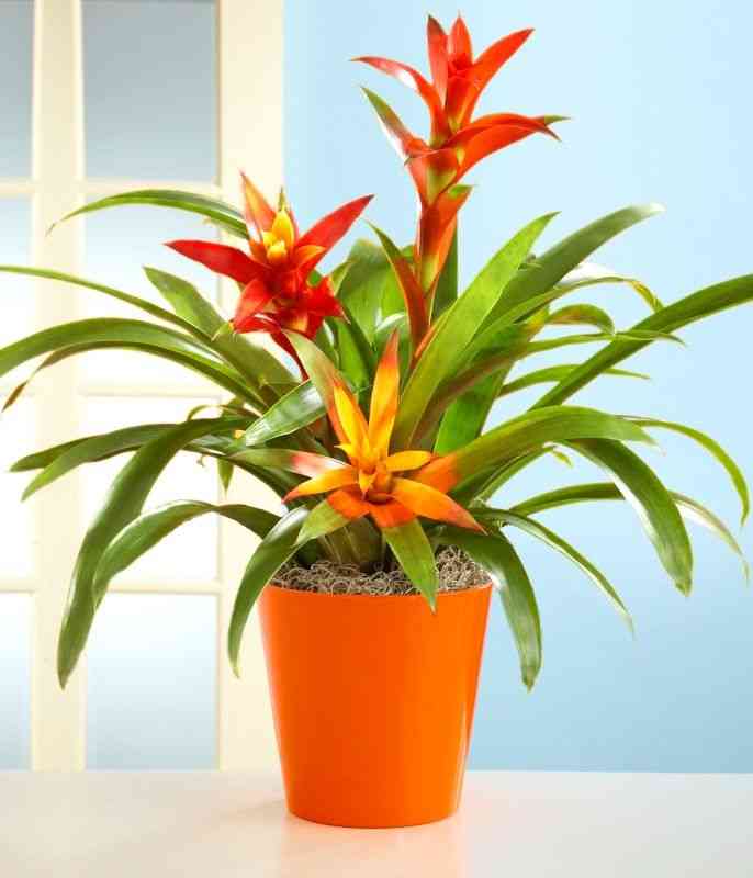 Scarlet-star(Guzmania lingulata)