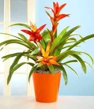 Scarlet-star(Guzmania lingulata)