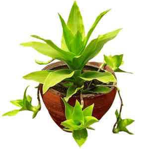 Basket plant(Callisia fragrans)