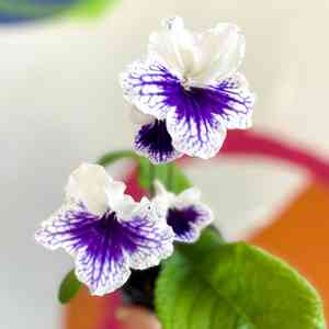 Streptocarpus ionanthus(Streptocarpus ionanthus)