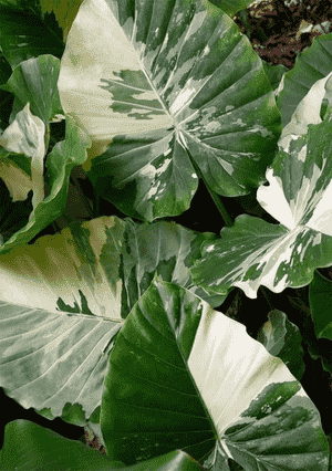 Night-Scented Lily(Alocasia odora)