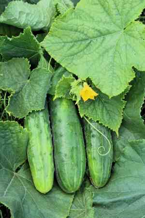 Cucumber(Cucumis sativus)