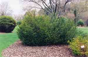 Canada yew(Taxus canadensis)