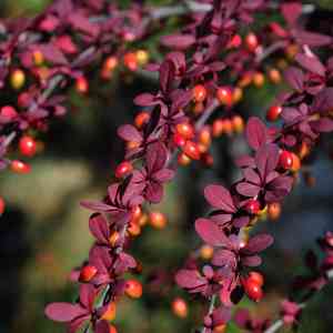 Japanese barberry(Berberis thunbergii)