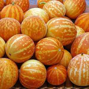 Cantaloupe(Cucumis melo)