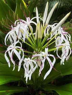 Poisonbulb(Crinum asiaticum)