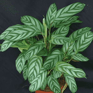 Never never plant(Ctenanthe setosa)