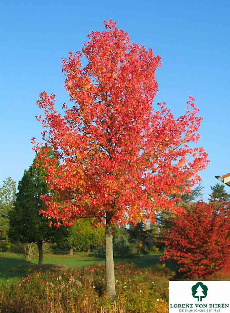 Sweetgum(Liquidambar styraciflua)