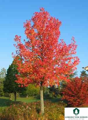 Sweetgum(Liquidambar styraciflua)