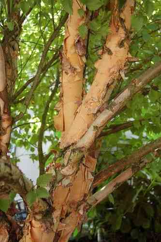 River birch(Betula nigra)