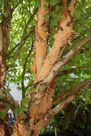 River birch(Betula nigra)
