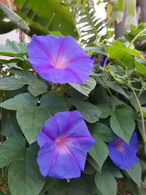 Blue morning glory(Ipomoea indica)