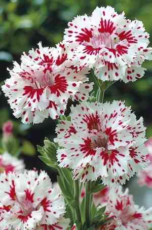 Chinese pink(Dianthus chinensis)