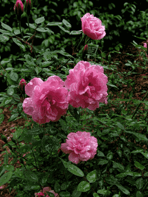 China rose(Rosa chinensis)