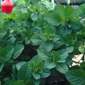 Spearmint(Mentha spicata)