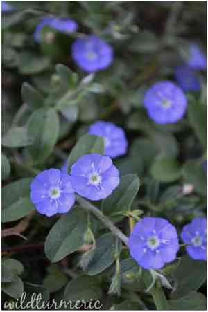 Dwarf morning glory(Evolvulus alsinoides)