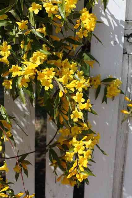 Carolina jasmine(Gelsemium sempervirens)