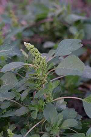 Purple amaranth(Amaranthus blitum)