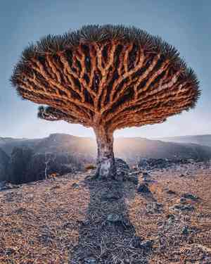 Dragon tree(Dracaena draco)