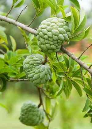 Sugar apple(Annona squamosa)