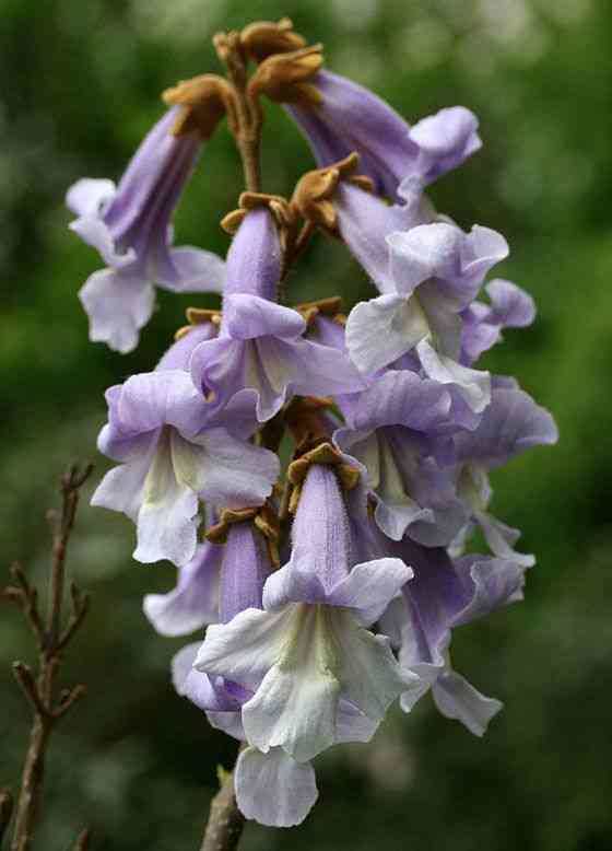 Empress tree(Paulownia tomentosa)