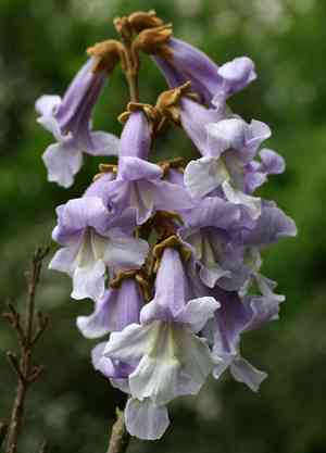 Empress tree(Paulownia tomentosa)