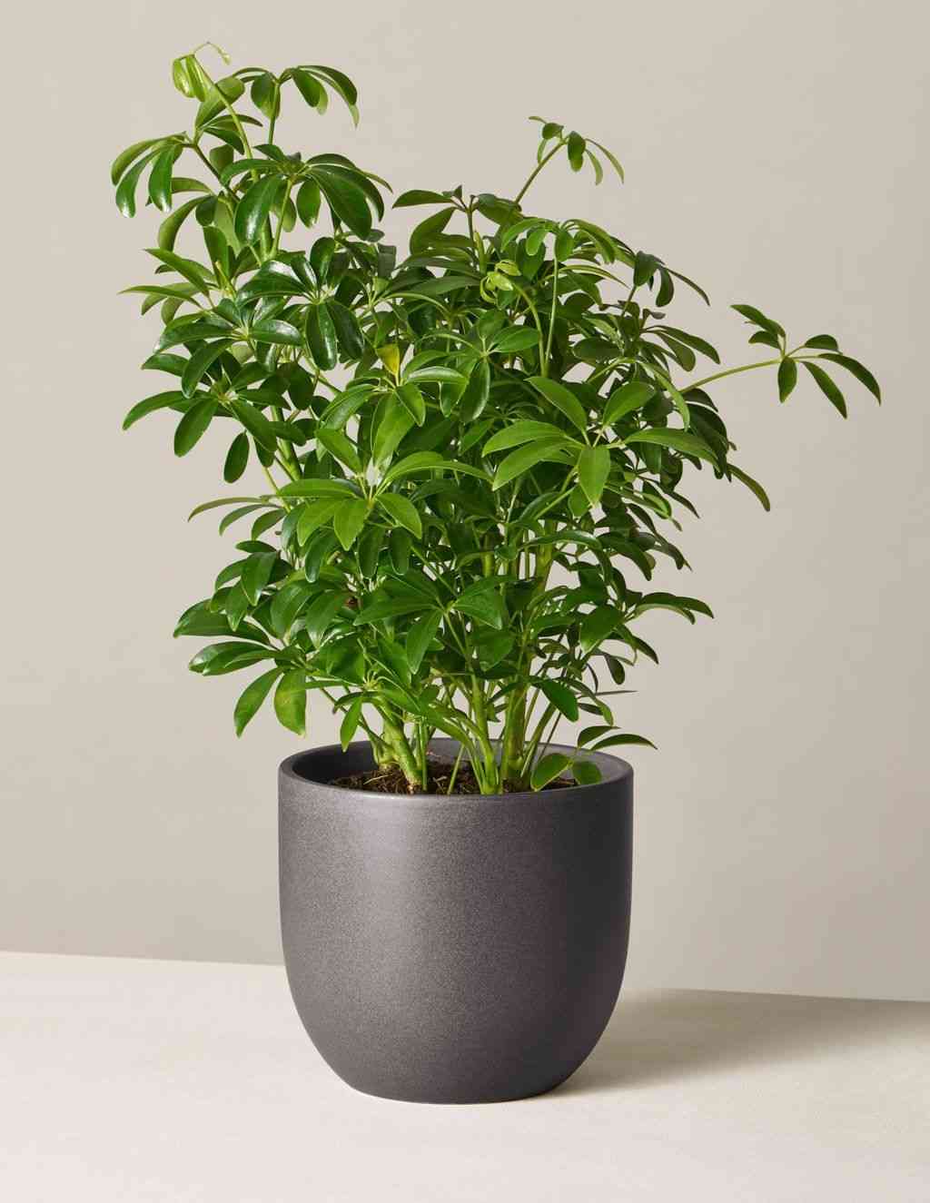 Dwarf umbrella tree(Schefflera arboricola)